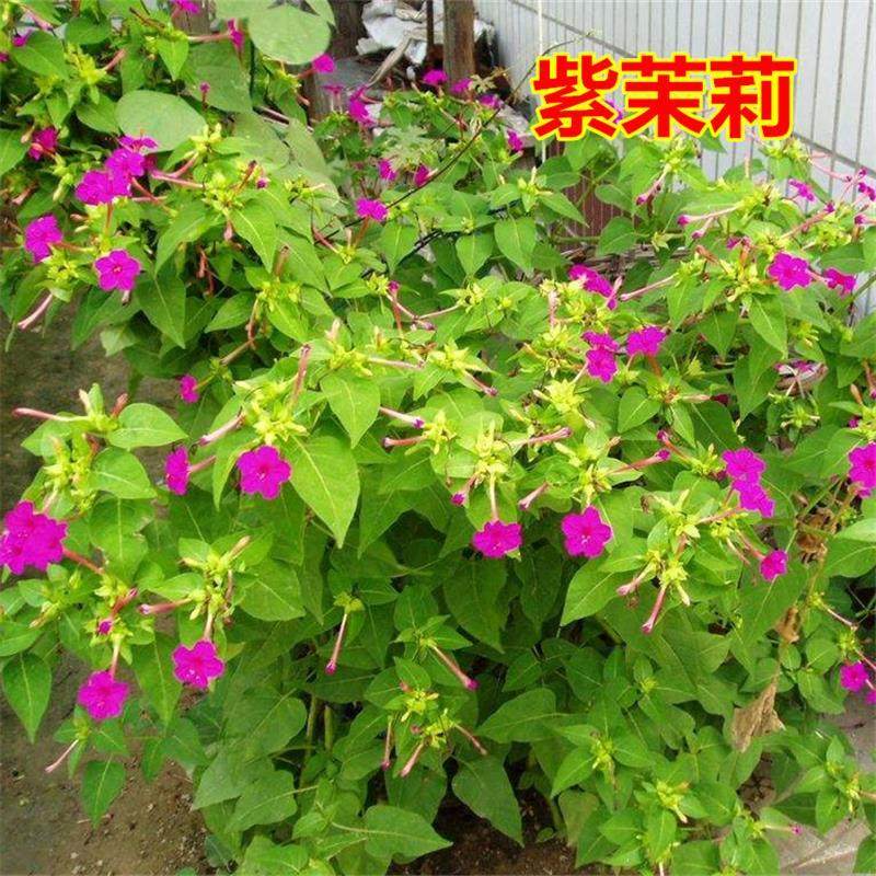 紫茉莉夜来香胭脂夜娇娇地雷阳台洗澡庭院四季盆栽花苗种子根卉