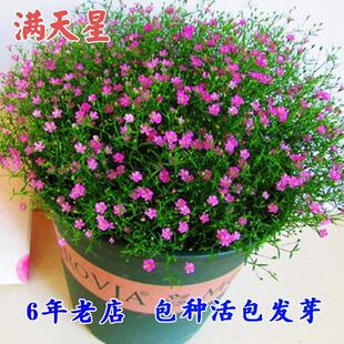 满天星种孑易爆盆易活花籽格桑花花种籽子盆栽阳台庭院室外花种子