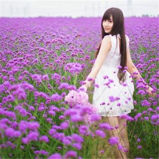 柳叶马鞭草籽多年生花草花种子四季室外景观花海庭院花卉种子包邮