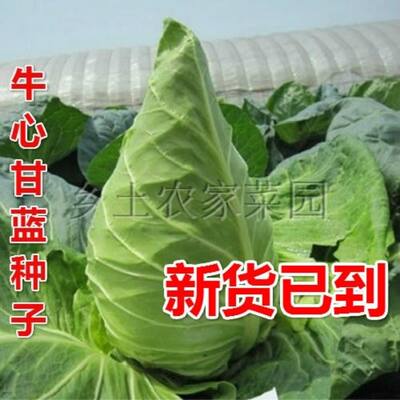 春丰甘兰包菜种子牛心甘蓝种籽尖包菜卷心菜结球四季蔬菜阳台包邮