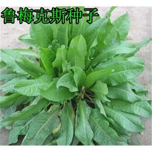 鲁梅克斯牧草种子 饲料牧草种子猪牛羊兔驼鸟等多年生牧草