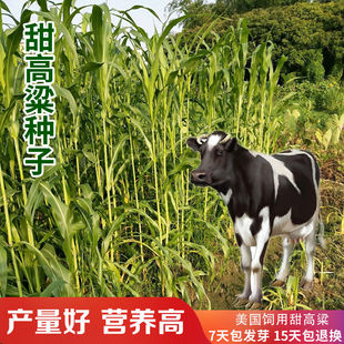 进口饲用甜高粱草种子 高产阔叶杂交甜高牧草籽 养殖牛羊鹅兔猪鱼