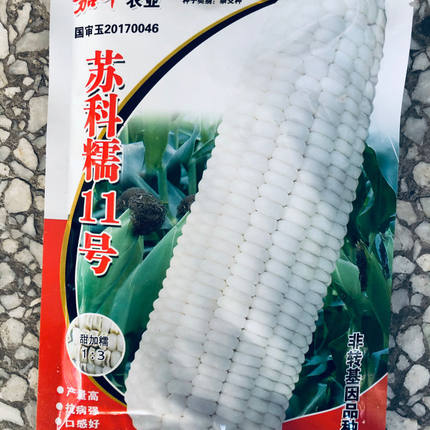 南京嘉华农业 苏科糯11号 玉米种子 高产抗病白甜糯玉米 甜糯1比