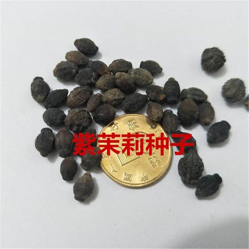 阳台庭院种植草本花种子 紫茉莉胭脂花地雷花晚饭花粉豆花籽混色