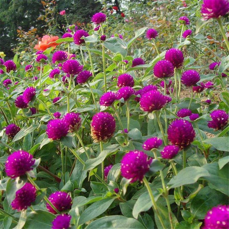 千日红千日紫种子四季易种活的室内阳台绿植盆栽庭院花卉种子包邮