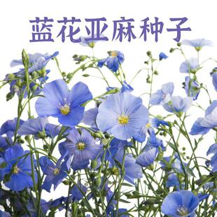 蓝花亚麻花种子阳台盆栽庭院花坛四季播种易活多年生蓝紫花卉种孑