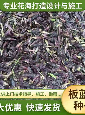 板兰根种子量大价优板蓝根籽易种植 出芽率高诚信经营板蓝根种子