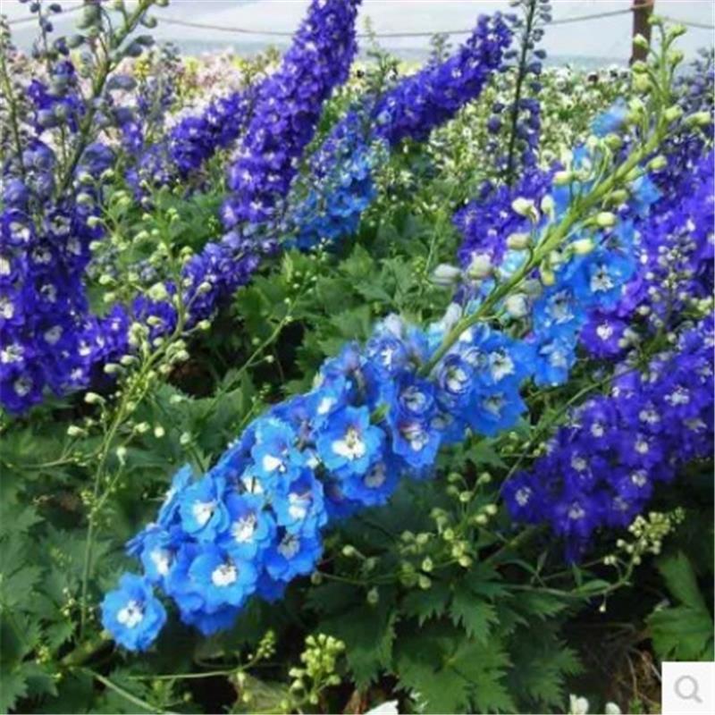 秋天种的花种子大花飞燕草花种籽子户外花卉种孑室外四季播种开花