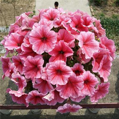 矮牵牛种子100粒 爬藤垂吊大花种子多年生花园花卉庭院阳台盆栽花