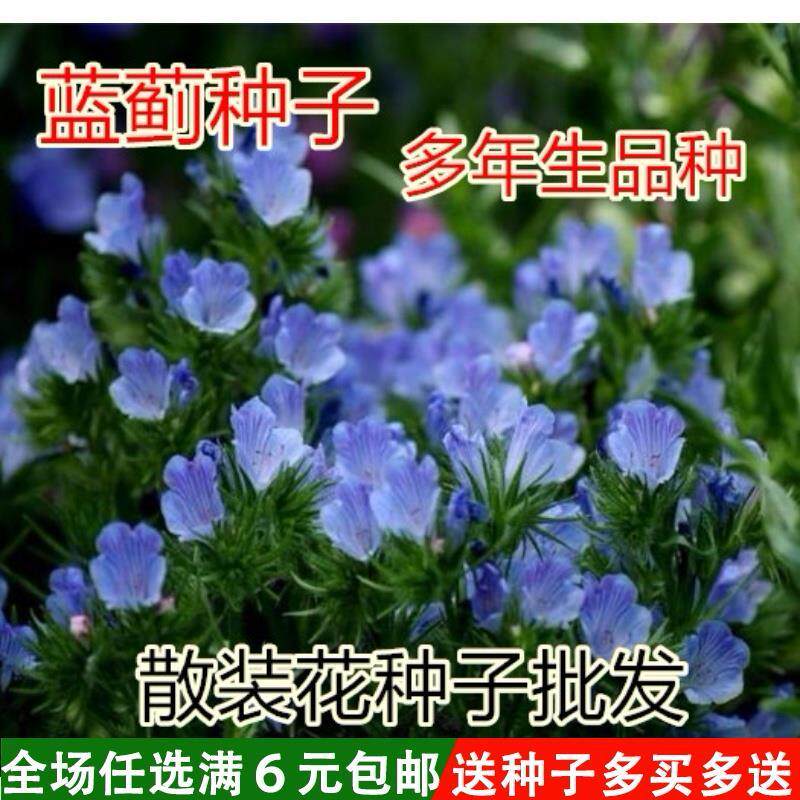 蓝蓟种籽蓝刺头 盆栽观花蓝色混色多年生四季花卉种子花籽