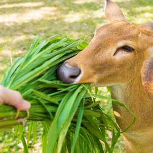 多年生牧草种籽四季高产养殖喂鱼兔鸡鸭猪鹅牛羊黑麦草牧草种子孑