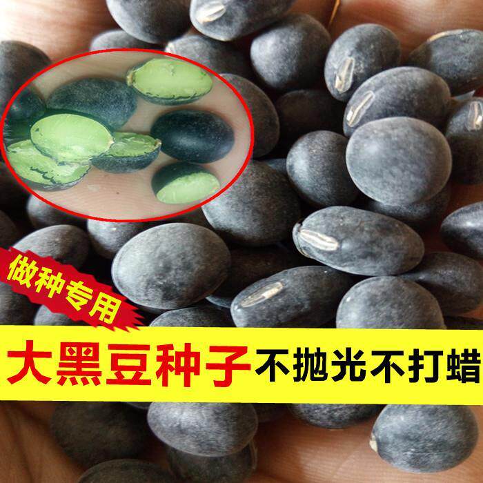 黑豆种籽高产黑豆种子农家绿芯大粒不抛光大黑豆种子绿心黑豆种子_虎窝淘