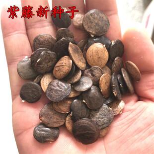 多年生木本花卉植物紫藤爬藤攀爬花种子四季开花庭院耐寒耐热花籽