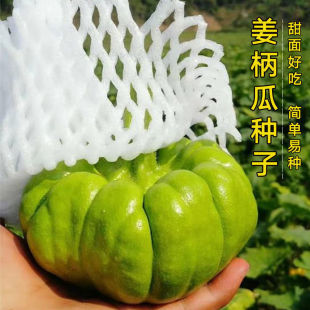 高产小南瓜种籽云南姜柄瓜种子春夏秋季七叶瓜菜瓜蔬菜种孑