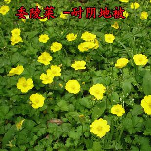 委陵菜种子翻白草白头翁种籽萎菱菜多年生耐阴地被耐寒四季室外种