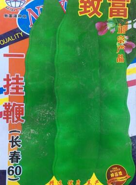 一挂鞭种籽长春60种子东北油豆角种孑绿色油豆架油豆蔬菜四季阳台