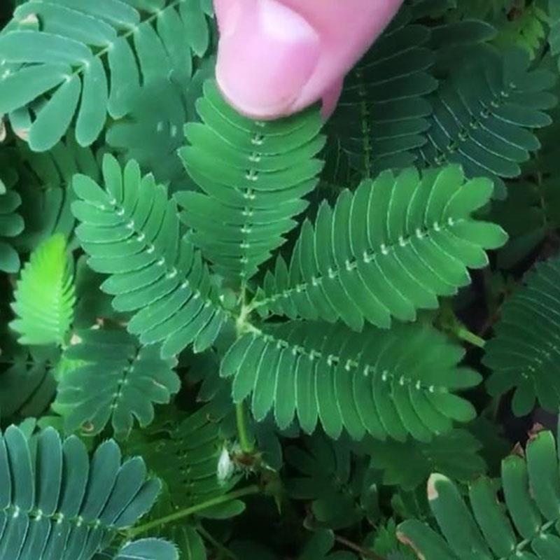 害羞草种子含羞草四季易活跳舞草盆栽植物阳台绿植包发芽花种籽孑