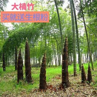 大楠竹大型楠竹种毛竹苗庭院竹子根笋竹四季食用南竹北方耐寒植物