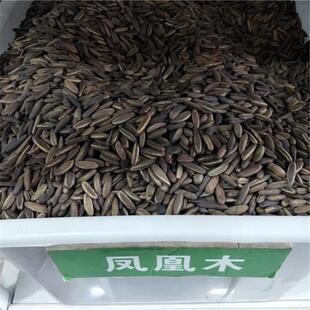 凤凰木种子凤凰木树种当年新采凤凰木树籽树种优质新种林木种子