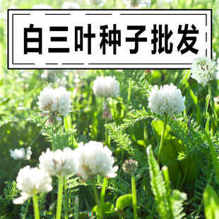 出售进口草坪白三叶红三叶净籽销售白三叶草种子草坪草籽牧草花种