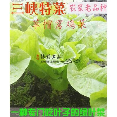 绿野上品|三峡库区特色绿叶蔬菜种子 草帽窝鸡菜 窝麻菜莴苣菜籽