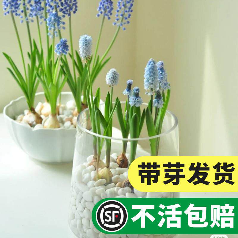 葡萄风信子种球土培盆栽花卉种子好养四季球根阳台花园花卉