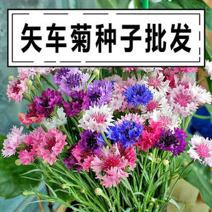 蓝色矢车菊种子庭院易种花种多年生花种子室外四季种易活花籽花草