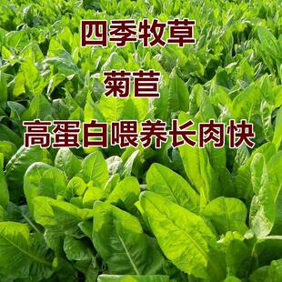 菊苣种籽 牧草种子 多年生四季养殖 鸡鸭鹅兔猪牛羊吃的饲料草籽