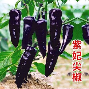 紫妃尖椒种子特大超辣紫色辣椒种籽超长线椒大青椒羊角椒蔬菜种子