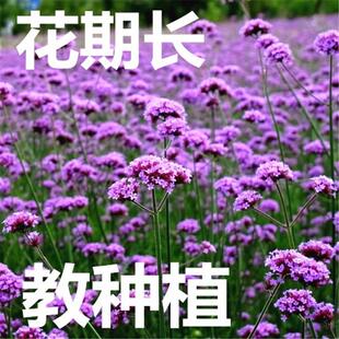 路边山坡户外花种籽子多年生花卉种子柳叶马鞭草种子庭院种植花籽