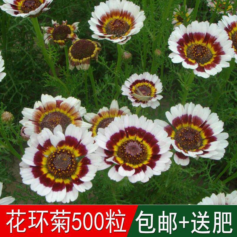 花环菊种子花海切花卉草籽茼蒿菊花轮菊彩虹菊花四季可播花种籽子