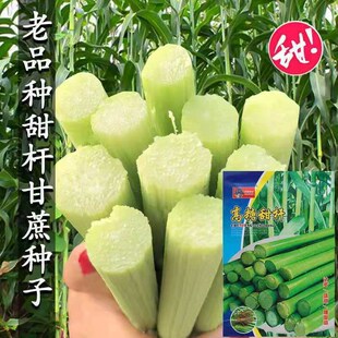 甜杆种子北方甘蔗种子甜高粱种籽甜秫秸超甜脆高糖甜杆小甘蔗种子