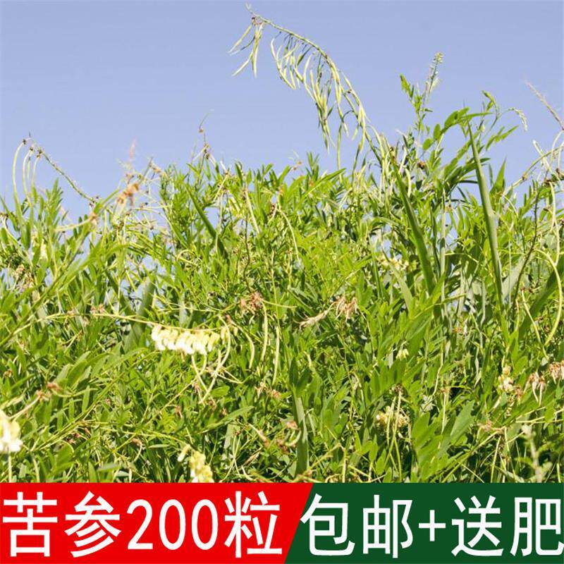 出售药材种籽 中草药种 苦参种子 别名 地槐好汉枝山槐子野槐种子图片