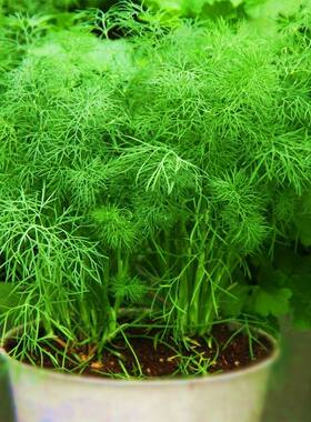 小茴香种子籽孑蔬菜苗新鲜香菜盆栽食用四季阳台农家庭院套装播种