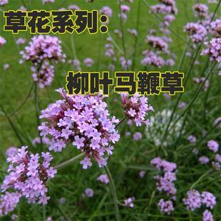 柳叶马鞭草种子花种子多年生草花种子室外园林景观绿化花海种籽子