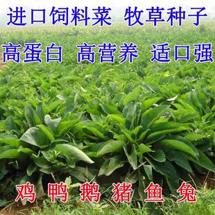牧草种子苏丹草黑麦草种子苜蓿菊苣苦荬菜墨西哥玉米鲁梅克斯
