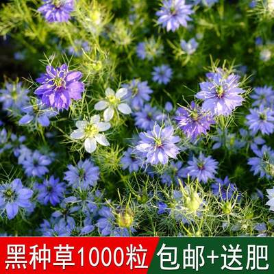 梦想花卉种子黑种草混色香草波斯宝石黑子草阳台室内盆栽四季易播