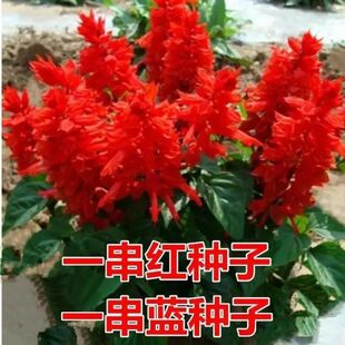 矮杆一串红种子花苗 高杆一串红花草籽园林绿化草花种子一串蓝籽