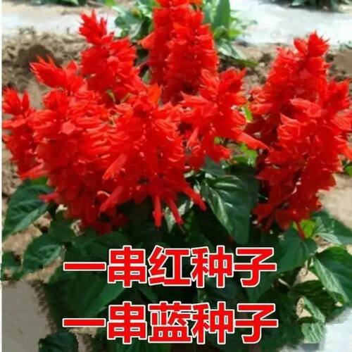 矮杆一串红种子花苗 高杆一串红花草籽园林绿化草花种子一串蓝籽