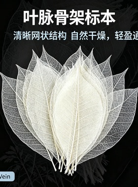 橡胶工艺相框叶脉拍照画花标本