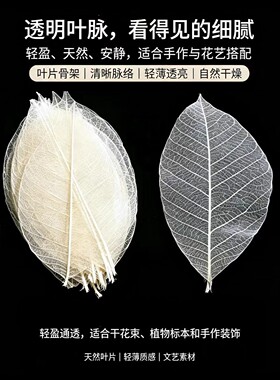 天然橡胶树的叶脉工艺挂画相框叶脉 拍照叶脉道具 标本书签押画花