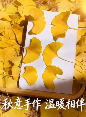 天然银杏叶 植物教学标本 黄银杏叶 幼儿园手工植物拼画相框材料
