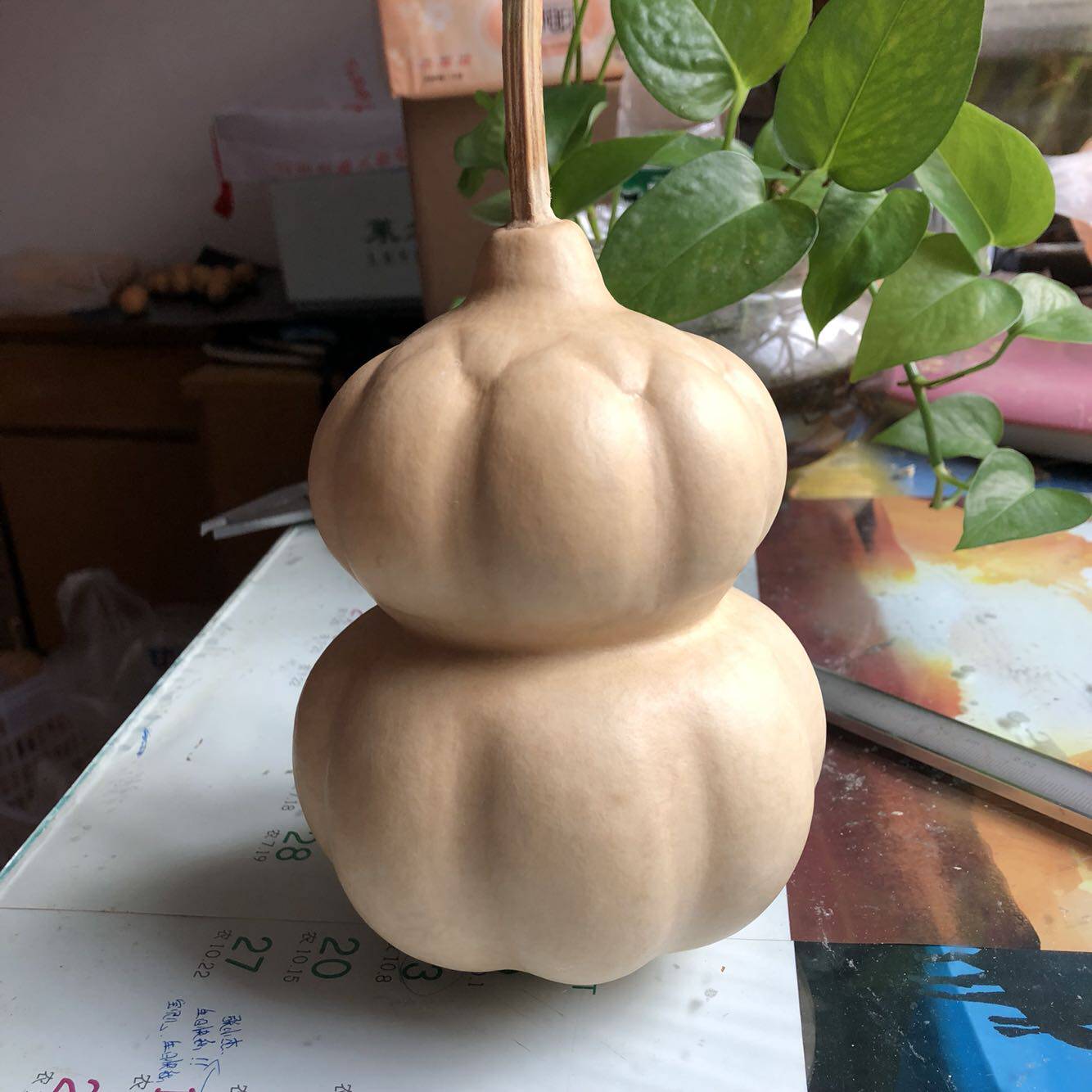 勒扎花墩葫芦种子籽高13-16CM