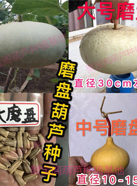 大磨盘葫芦种子籽中号巨型草里金
