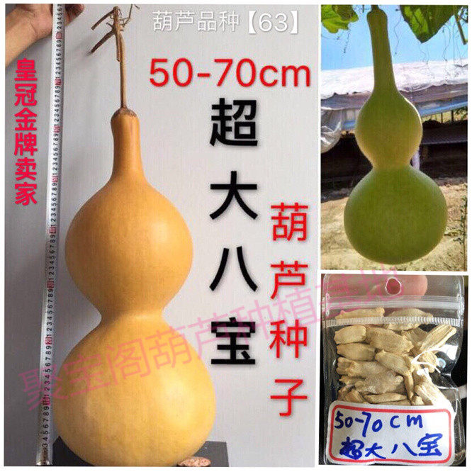 超大八宝葫芦种特大巨型亚腰大瓢油锤苹果特小文玩三挺盆栽子籽