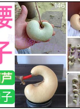 腰子葫芦种子特小盆栽超大巨型籽