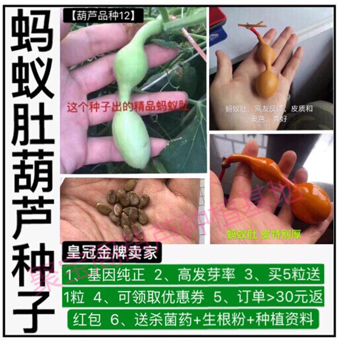 蚂蚁小蚂蚁肚葫芦种盆栽小三挺庭亭宫廷八宝手捻文玩巨型超大子籽