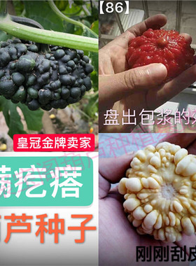 满疙瘩葫芦种子阳台盆栽小南瓜