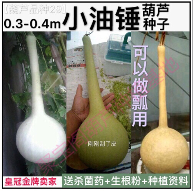 小油锤葫芦种做水瓢特小八宝文玩手捻盆栽巨型超大莲花头亚腰子籽