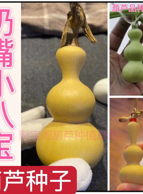 奶嘴小八宝葫芦种特小手捻文玩盆栽大巨型翻嘴扁肚天坛小八宝子籽